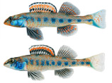 Etheostoma jimmycarter ()  Etheostoma teddyroosevelt