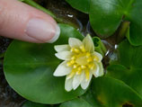              Nymphaea thermarum,            