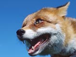      ,   15  .  ,   ,     