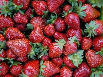   : www.mariquita.com