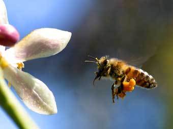 .    www.bee-pollen-supplement-guide.com