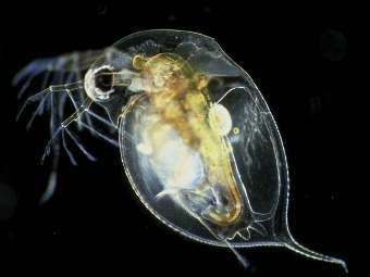  Daphnia pulex.    iu.edu