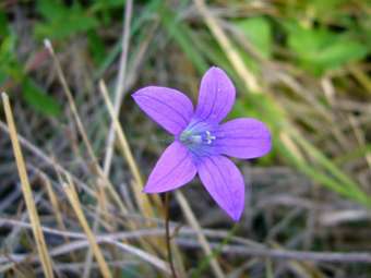     Campanula patula.    berkeley.edu