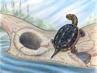      Boremys.  Brian T. Roach, Yale Peabody Museum