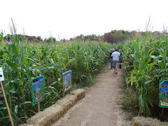    Connors Farm.    connorsfarm.com