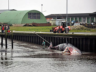 Найденный кашалот. Фото с сайта ndr.de Найденный кашалот. Фото с сайта ndr.de