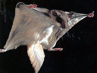 -.    animalworld.com