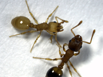      Temnothorax nylanderi.    Scharf et al., The American Naturalist, 2012