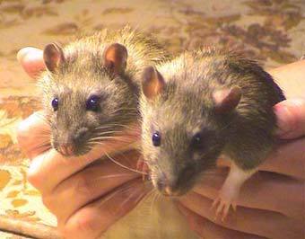    ratclub.ru