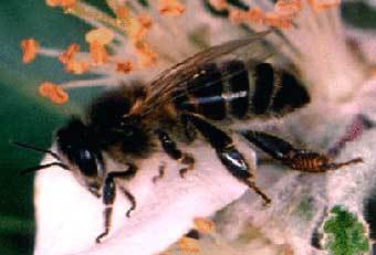    Apis mellifera.    www.kendall-bioresearch.co.uk