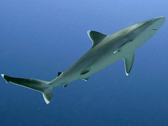 ���� ��� �������, ����� �������